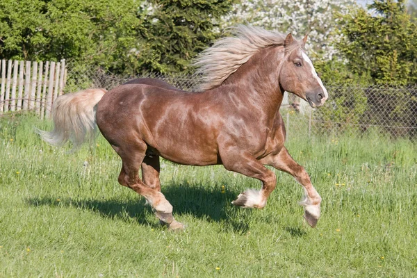 Grote Mooie Paard Lopen — Stockfoto