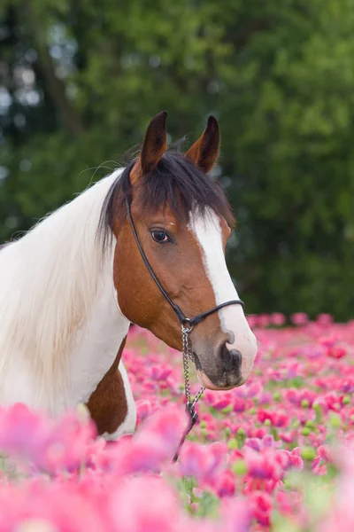 Portrait Joli Cheval Dans Champ Pavot — Photo