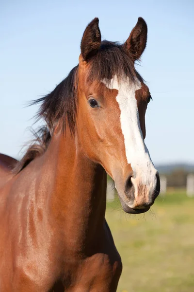 Portrait Nice Hot Blooded Foal — Stock Photo, Image