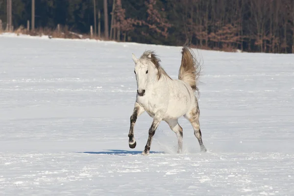Nice Horse Running Snowy Landscape — Stock Photo, Image