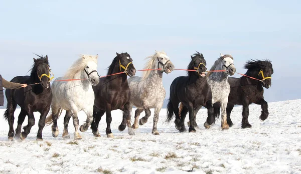 Seven Big Imposing Horses Running — Stock Photo, Image