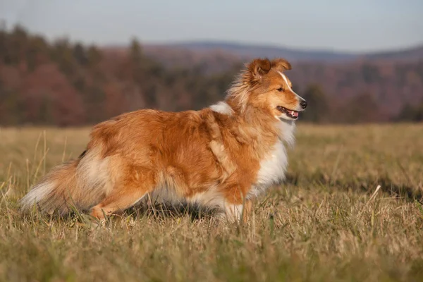 Porträtt Fin Sheltie — Stockfoto