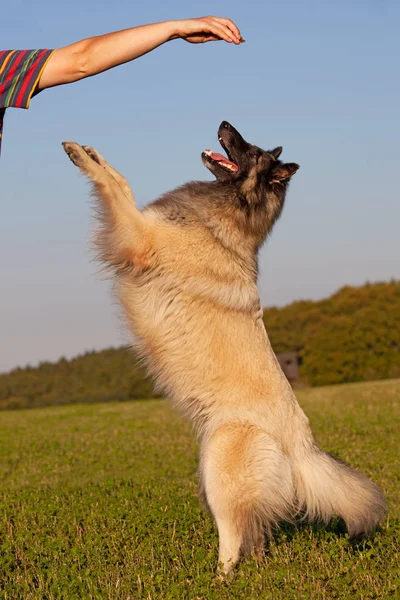 Potret Bagus Belgian Anjing Gembala — Stok Foto