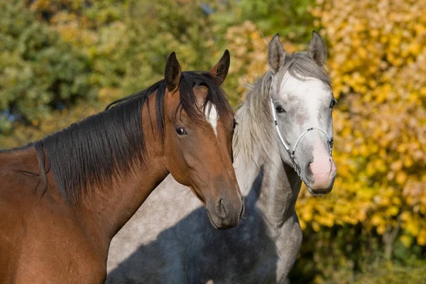 Portrait Two Nice Horses — Zdjęcie stockowe