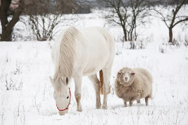 Cheval Blanc Moutons Dans Paysage Hivernal — Photo
