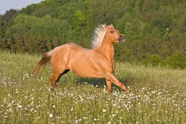 Nice Palomino Horse Running Nature Outdoors — Stock Photo, Image