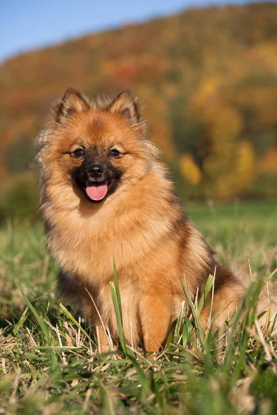 Porträtt Fin Brun Spitz — Stockfoto