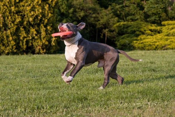 Belle Américaine Staffordshire Terrie Avec Freesbee — Photo