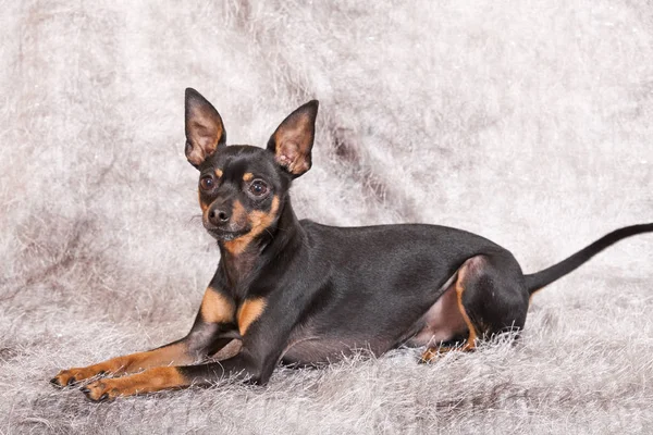 Portret Van Mooie Hond Praagse Rattler — Stockfoto
