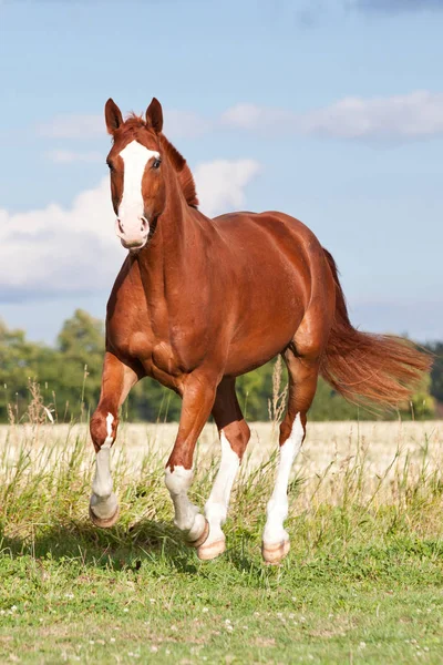 夏天在牧场上奔跑的漂亮的红马 — 图库照片