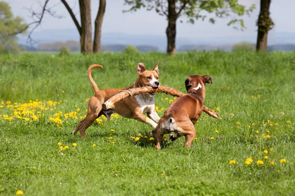 Americano Staffordshire Terrier Alemão Boxer Jogar Juntos — Fotografia de Stock