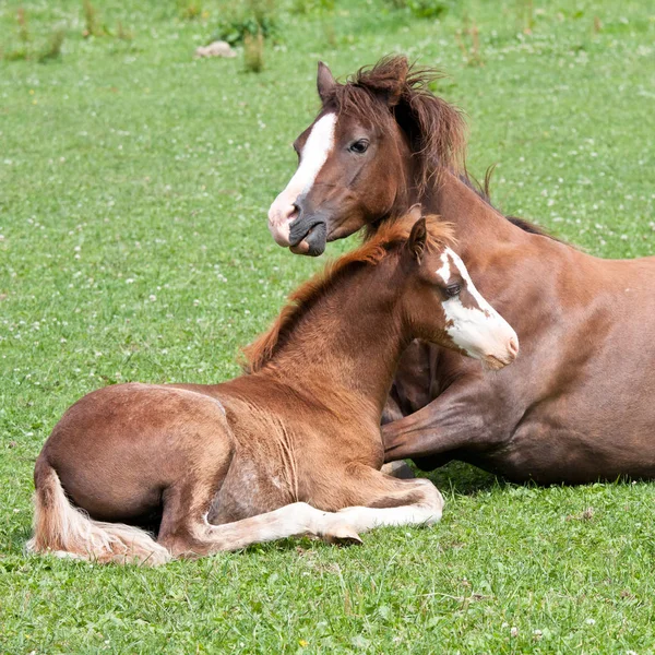 彼女の馬の母 ウェールズのポニー — ストック写真