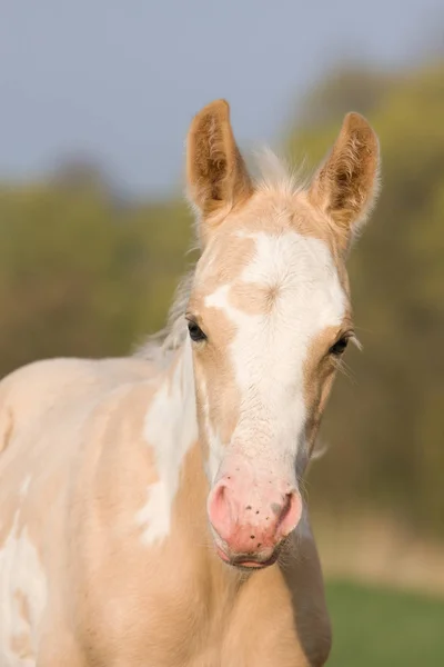 Portrait Nice Appaloosa Foal — Stock Photo, Image
