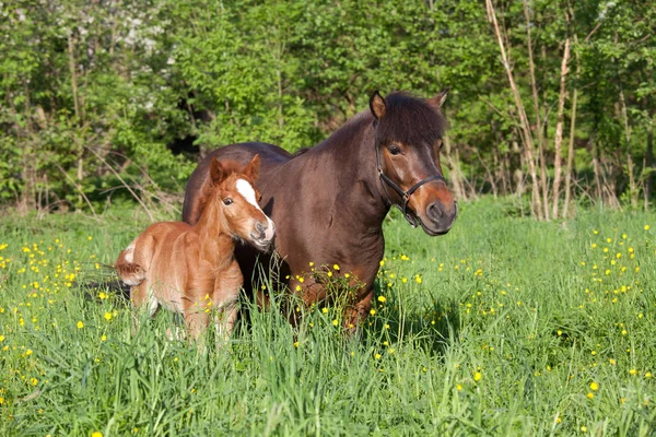 Shetlandpony Stute Mit Ihrem Fohlen — Stockfoto