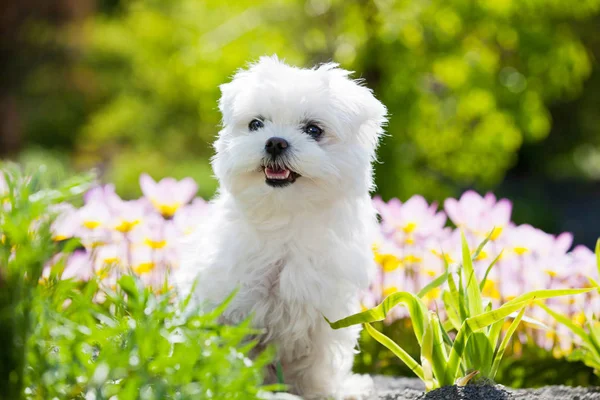 Retrato Bonito Perro Maltés Joven — Foto de Stock