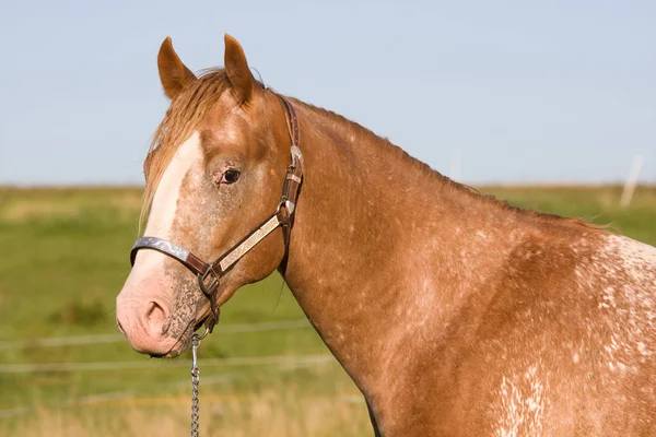 Cabeça Cavalo Appaloosa Agradável — Fotografia de Stock