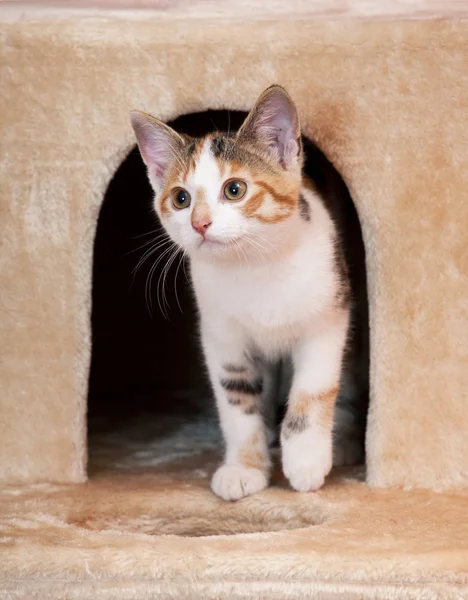 Portrait Nice Kitten — Stock Photo, Image