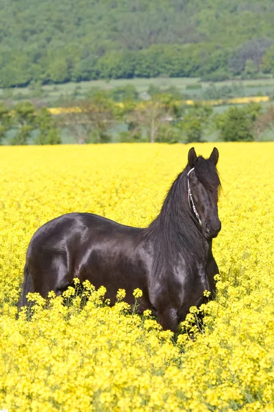 Portrét Nice Fríský Kůň — Stock fotografie