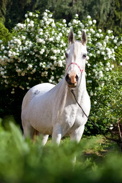 Portrait Beau Cheval Arabe — Photo