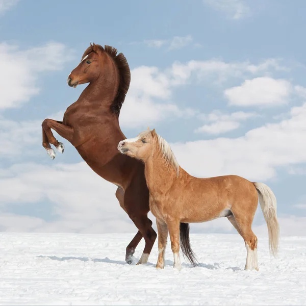 Two Nice Horses Winter — Stock Photo, Image