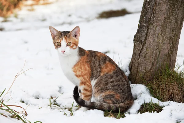 Портрет Милого Котенка Снегу — стоковое фото