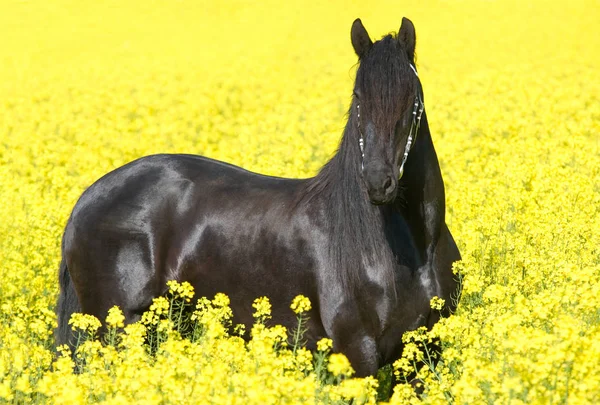 素敵なフリージアン馬の肖像 — ストック写真