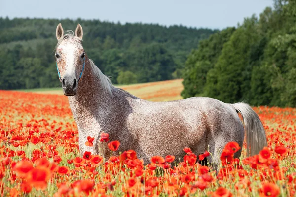 Portrait Nice Arabian Horse Red Poppy Field — ストック写真