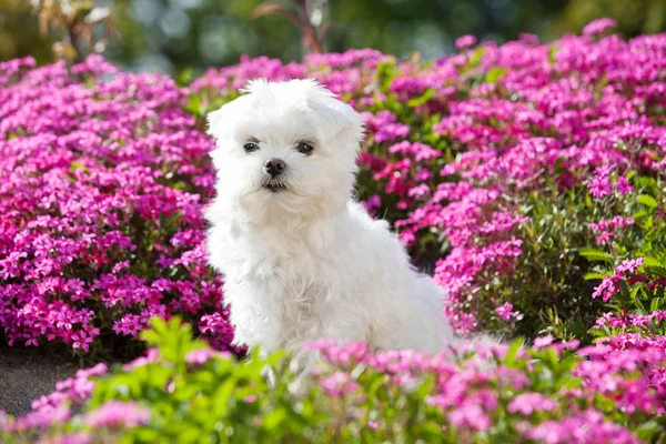 Portrait Nice Young Maltese Dog — Stock Photo, Image