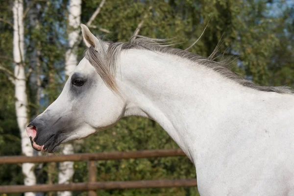 Portret Van Mooi Lopend Paard — Stockfoto