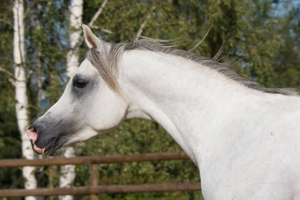 Porträtt Fin Rinnande Häst — Stockfoto