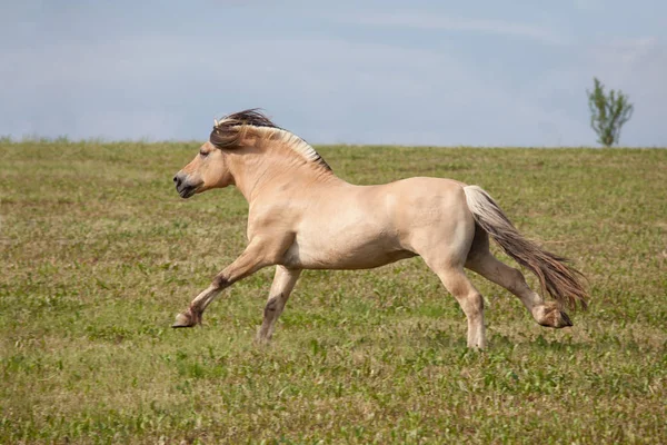 Красивая Лошадь Бегает Природе — стоковое фото