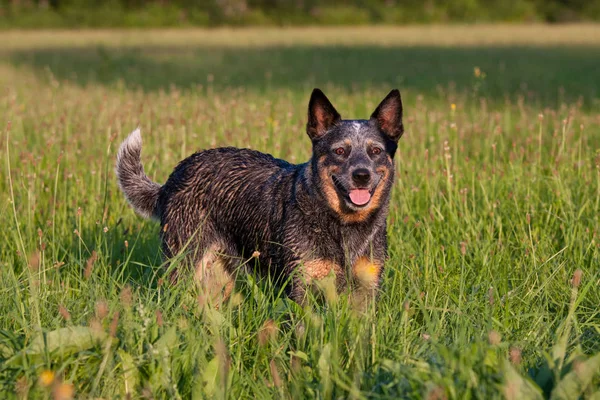 Porträtt Fina Australiska Nötkreatur Hund — Stockfoto