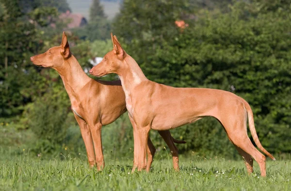Два Стояли Собаки Луговому Фараона Гончак — стокове фото