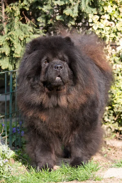 Ładny Pies Chow Chow Pozowanie — Zdjęcie stockowe