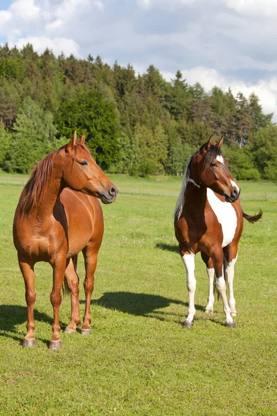 Porträt Von Zwei Netten Pferden — Stockfoto