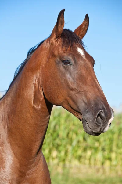 Retrato Cavalo Marrom Agradável — Fotografia de Stock