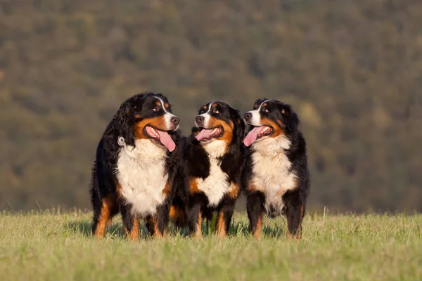 Retrato Bom Três Cão Montanha Bernese — Fotografia de Stock