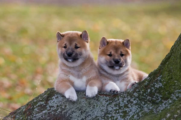 Due Simpatici Cuccioli Seduti — Foto Stock