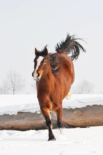 Nice Welsh Pony Jumping Snowy Meadow — Stock Photo, Image