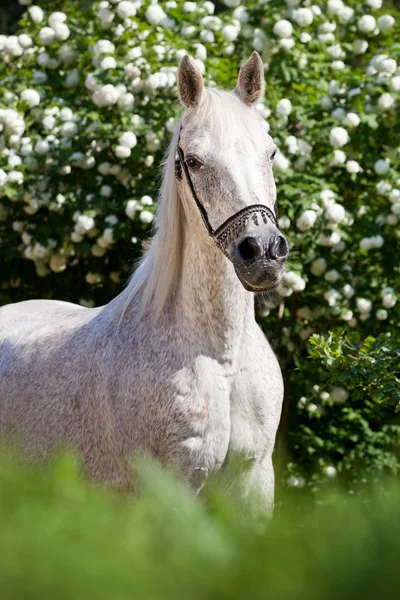 Portrét Nice Arabský Kůň — Stock fotografie