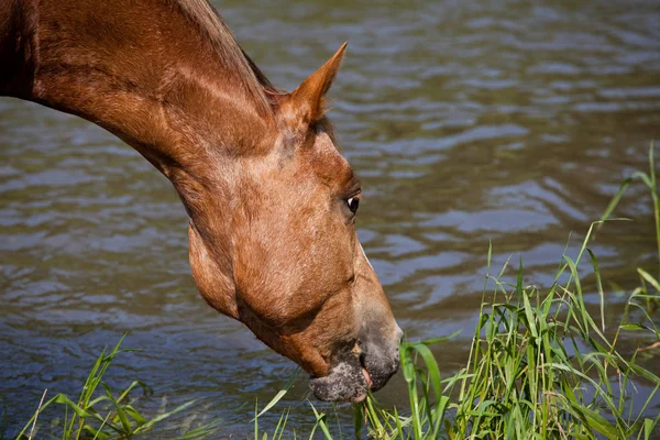 Portrait Beau Cheval Appaloosa — Photo