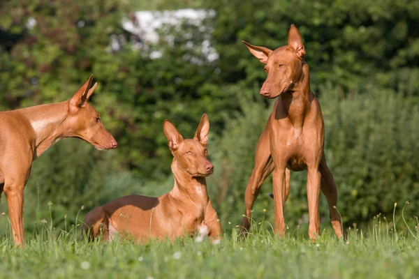 Drie Honden Een Maedow Pharaoh Hound — Stockfoto