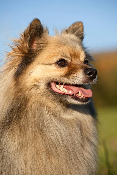 Güzel Spitz Portresi — Stok fotoğraf