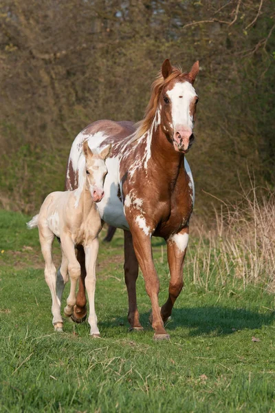 甘い子馬で走るペイント馬の馬 — ストック写真