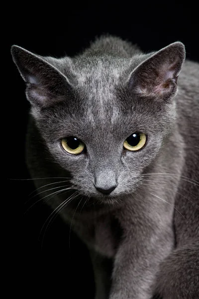 Porträtt Nice Cat Cat Russian Blue — Stockfoto