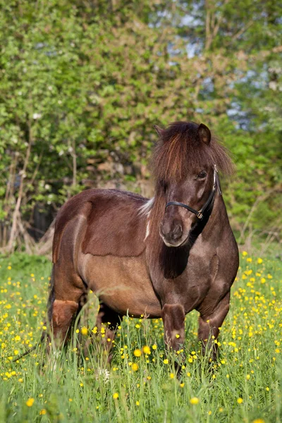 Portrait Nice Shetland Pony — Stock fotografie