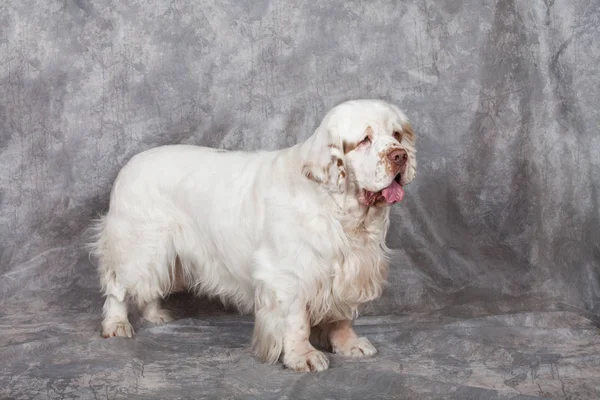 Retrato Spaniel Desajeitado Agradável — Fotografia de Stock