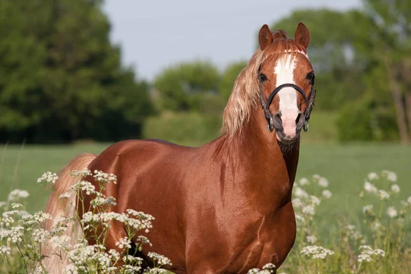 Portrait Nice Welsh Pony — Stock Fotó