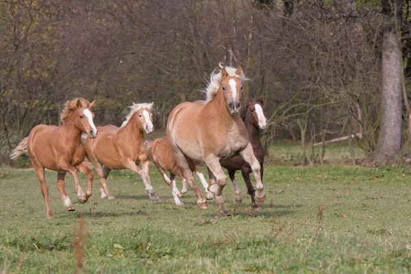 Flotte Heste Løber Naturen Udendørs - Stock-foto