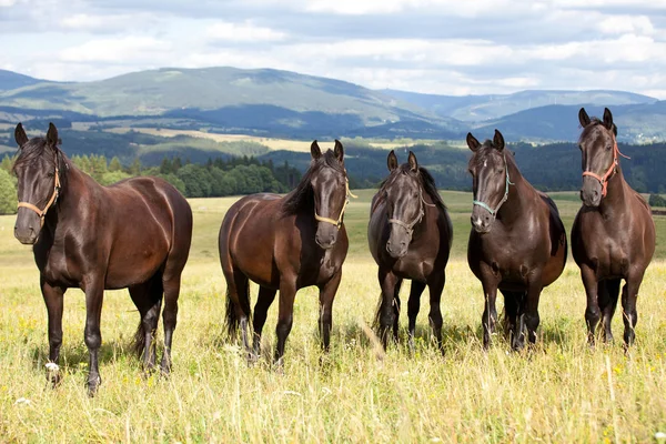 Retrato Bonitos Caballos Kladrubianos Negros — Foto de Stock